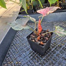 Load image into Gallery viewer, Syngonium Strawberry Ice, Exact Plant Variegated Ships Nationwide
