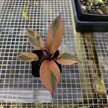 Load image into Gallery viewer, Philodendron Black Cardinal, Exact Plant Variegated
