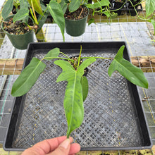 Load image into Gallery viewer, Philodendron Longilobatum Lelano Miyano, Exact Plant Ships Nationwide
