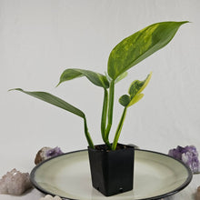 Load image into Gallery viewer, Philodendron Hastatum Silver Sword, Exact Plant Variegated Ships Nationwide
