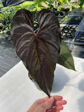 Load image into Gallery viewer, Anthurium Moodeanum, Exact Plant
