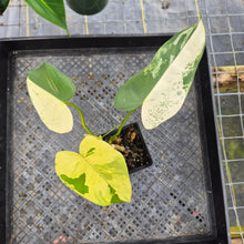 Load image into Gallery viewer, Philodendron Ilsemanii, Exact Plant Variegated Ships Nationwide
