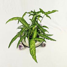 Load image into Gallery viewer, Syngonium Angustatum Little Star, 6&#39;&#39; multi pot of 4 Ships Nationwide
