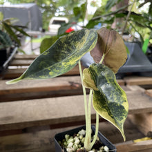 Load image into Gallery viewer, Alocasia Sedenii Aurea Variegated exact plant, Fedex 2day*
