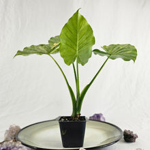 Load image into Gallery viewer, Alocasia Gageana Aurea, Exact Plant Variegated
