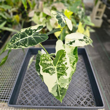 Load image into Gallery viewer, Alocasia Frydek, Exact Plant Variegated Triple plant Ships Nationwide
