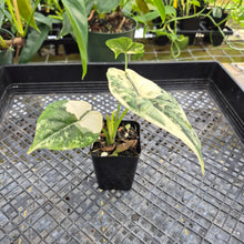 Load image into Gallery viewer, Alocasia dragon scale albo Exact Plant Ships Nationwide
