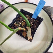 Load image into Gallery viewer, Philodendron Green Golden Dragon 4&quot; pot, Fedex 2 day*
