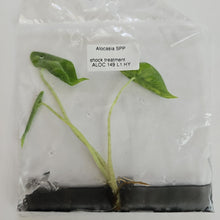 Load image into Gallery viewer, Alocasia Macrorrhiza Shock Treatment variegated tissue culture 2DayAir
