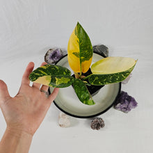 Load image into Gallery viewer, Philodendron Green Congo Nuclear, Exact Plant Variegated
