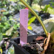 Load image into Gallery viewer, Philodendron Golden Dragon, Exact Plant Variegated

