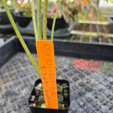 Load image into Gallery viewer, Alocasia Macrorrhiza Schock Treatment, Exact Plant Variegated Ships Nationwide
