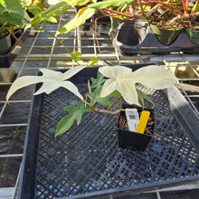 Load image into Gallery viewer, Philodendron Florida Ghost, Exact Plant Ships Nationwide
