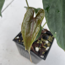 Load image into Gallery viewer, Anthurium (Ace of Spades DF x Kunayalense) x Pap FS, Exact Plant Ships Nationwide
