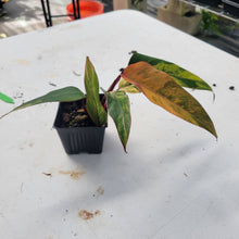 Load image into Gallery viewer, Philodendron Strawberry Shake, Exact Plant Variegated Ships Nationwide
