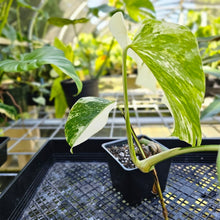 Load image into Gallery viewer, Monstera Borsigiana Albo Deliciosa, Exact Plant Variegated
