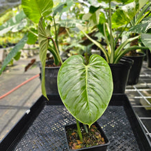 Load image into Gallery viewer, Philodendron Sodiroi True Form, Exact Plant Ships Nationwide

