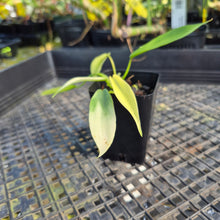 Load image into Gallery viewer, Philodendron Joepii Variegated, Exact Plant Ships Nationwide
