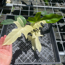 Load image into Gallery viewer, Philodendron Golden Dragon, Exact Plant Variegated

