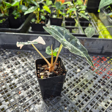 Load image into Gallery viewer, Alocasia polly snowflake pink variegated, Exact Plant Ships Nationwide.
