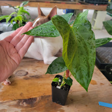 Load image into Gallery viewer, Anthurium Papillilaminum Fort Sherman X Ralph Lynam, Exact Plant Ship Nationwide
