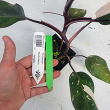 Load image into Gallery viewer, Philodendron Red Anderson, Exact Plant Ships Nationwide
