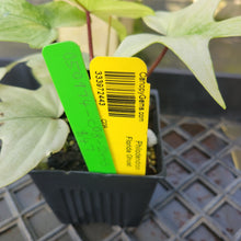 Load image into Gallery viewer, Philodendron Florida Ghost, Exact Plant Ships Nationwide
