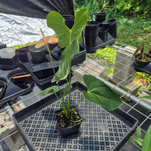 Load image into Gallery viewer, Anthurium Shibori Variegated exact plant, Fedex 2day*
