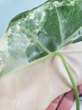 Load image into Gallery viewer, Frydek, Exact Plant, double plant, variegated Alocasia
