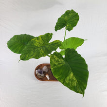 Load image into Gallery viewer, Alocasia Gageana Aurea Variegated, Exact Plant Ships Nationwide
