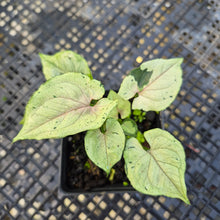 Load image into Gallery viewer, Syngonium Green Splash, Exact Plant Variegated Ships Nationwide
