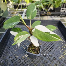 Load image into Gallery viewer, Philodendron White Princess, Exact Plant Variegated Ships Nationwide

