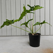 Load image into Gallery viewer, Philodendron Thaumatophyllum Goeldii X Selloum &quot;African Fantasy, Exact Plant
