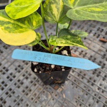 Load image into Gallery viewer, Anthurium Clarinervium Variegated exact plant, Fedex 2day*
