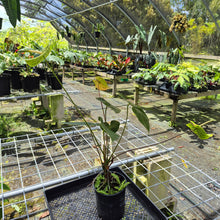 Load image into Gallery viewer, Anthurium Midori Green, Exact Plant
