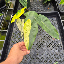Load image into Gallery viewer, Philodendron Ilsemanii Variegated exact plant, Fedex 2day*
