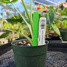 Load image into Gallery viewer, Alocasia Odora, Okinawa Silver, Exact Plant Variegated Ships Nationwide
