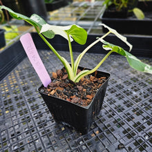 Load image into Gallery viewer, Alocasia Odora, Okinawa Silver, Exact Plant Variegated
