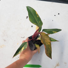Load image into Gallery viewer, Philodendron Strawberry Shake, Exact Plant Variegated Ships Nationwide
