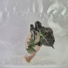 Load image into Gallery viewer, Alocasia Polly Pink variegated tissue culture 2DayAir

