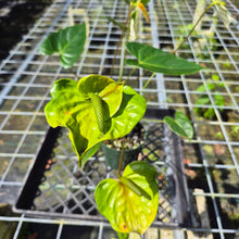 Load image into Gallery viewer, Anthurium White Obake 'Tropic Ice', Exact Plant
