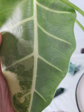 Load image into Gallery viewer, Frydek, Exact Plant, variegated Alocasia
