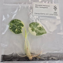 Load image into Gallery viewer, Alocasia Maharani Albo Variegated tissue culture 2DayAir
