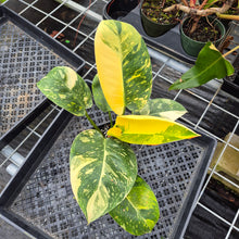 Load image into Gallery viewer, Philodendron Green Congo Nuclear, Exact Plant Variegated Ships Nationwide
