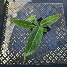 Load image into Gallery viewer, Anthurium Warocqueanum, Queen, Exact Plant Ships Nationwide
