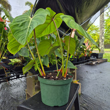 Load image into Gallery viewer, Philodendron Gloriosum, Pink Veined Back, Exact Plant Ships Nationwide
