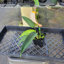 Load image into Gallery viewer, Anthurium Scherzerianum "Pig Tail", Speckled Ships Nationwide
