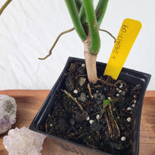 Load image into Gallery viewer, Philodendron Joepii 4&quot; pot, Fedex 2 day*
