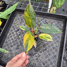 Load image into Gallery viewer, Philodendron Red Congo, Exact Plant Variegated Ships Nationwide
