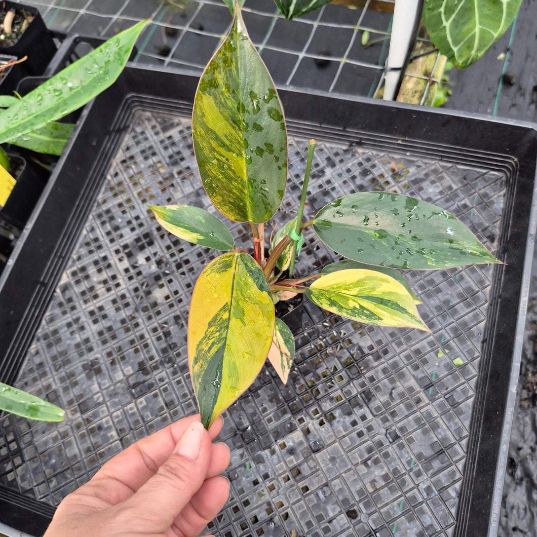 Philodendron Red Congo, Exact Plant Variegated Ships Nationwide